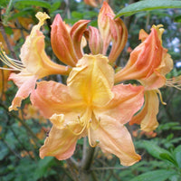 Golden Lights Azalea Shrub