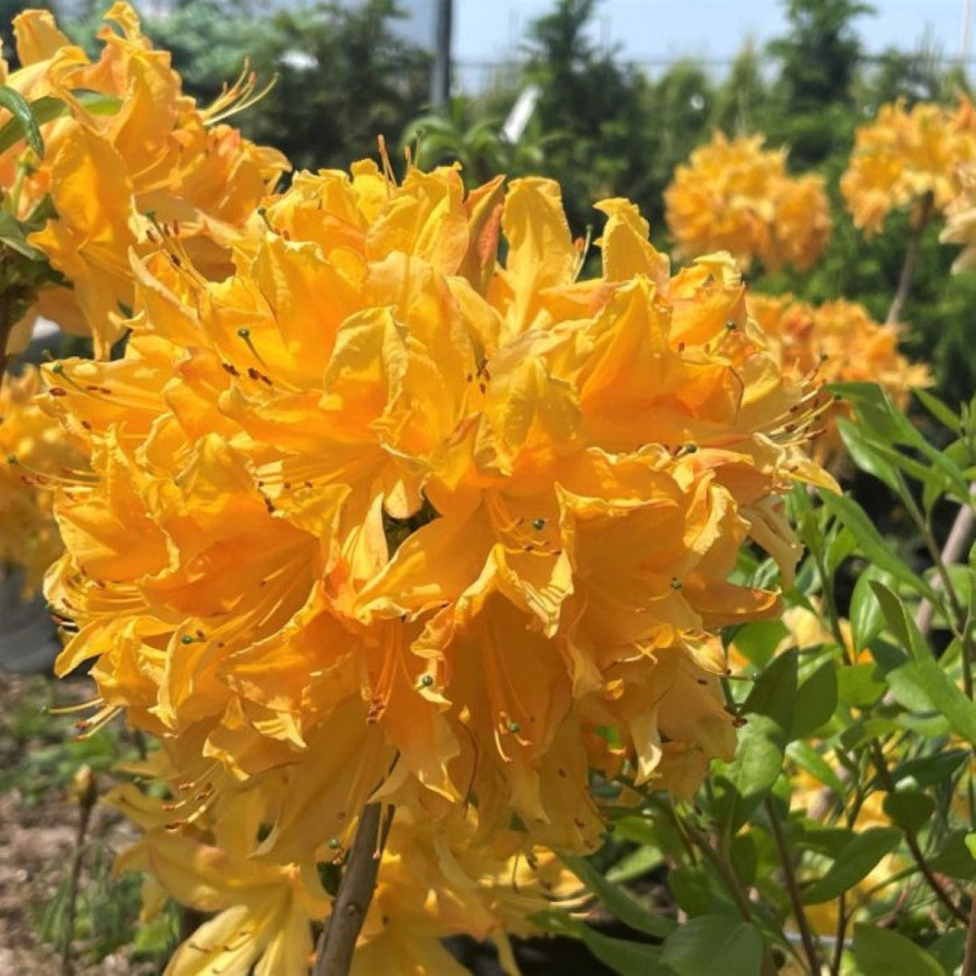 Golden Lights Azalea Shrub Cold Hardy Yellow Blooms