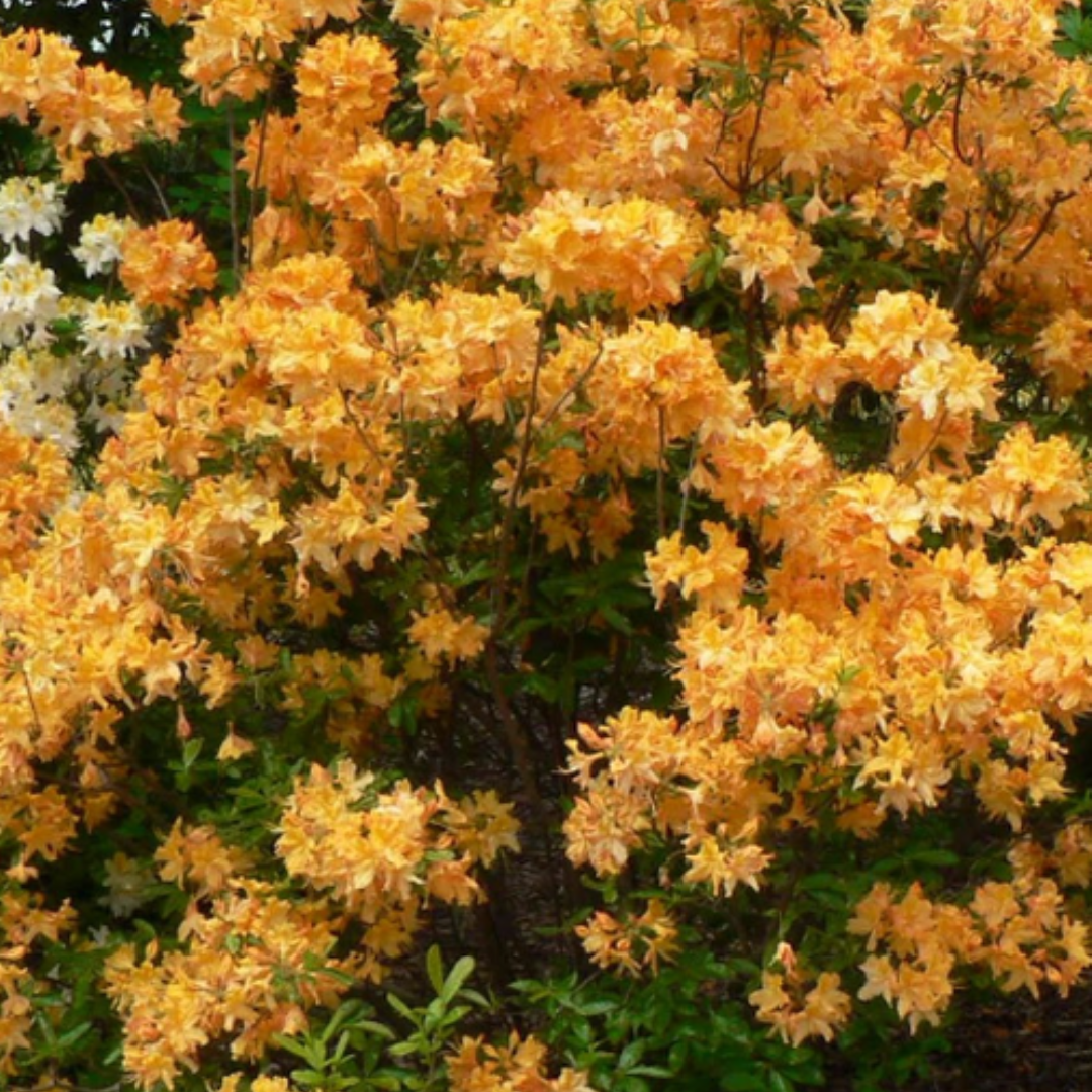 Rhododendron Golden Lights Azalea