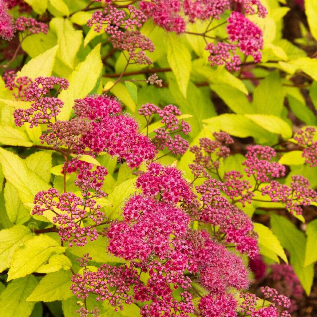 Goldflame spirea
