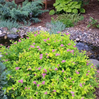 Goldflame spirea