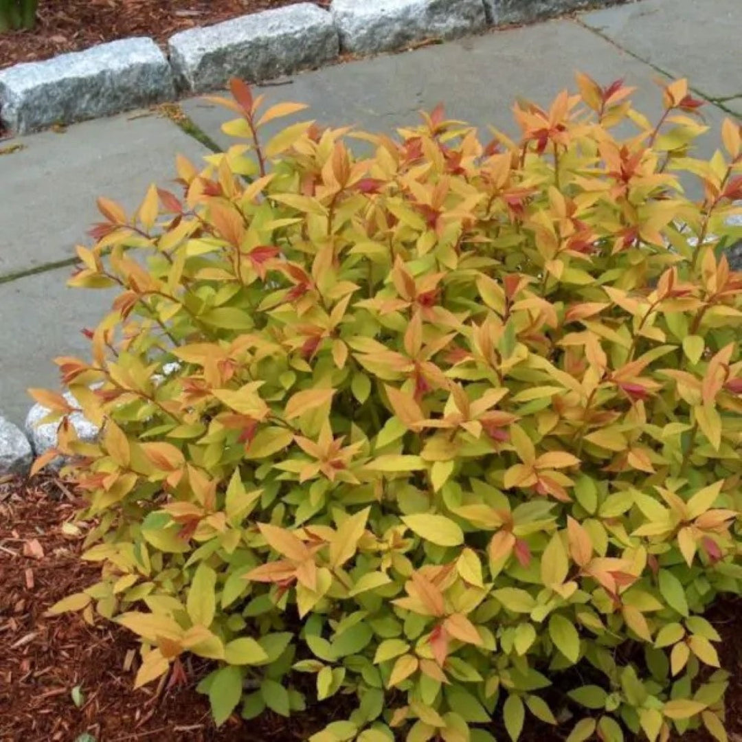 Goldflame spirea