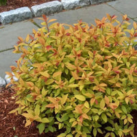 Goldflame spirea