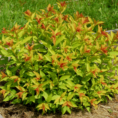 Goldflame spirea