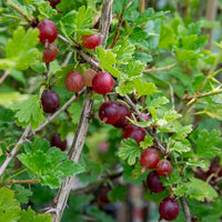Hinnonmaki Red Gooseberry