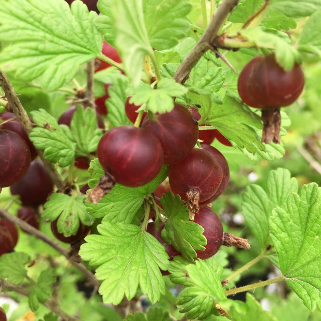 Hinnonmaki Red Gooseberry