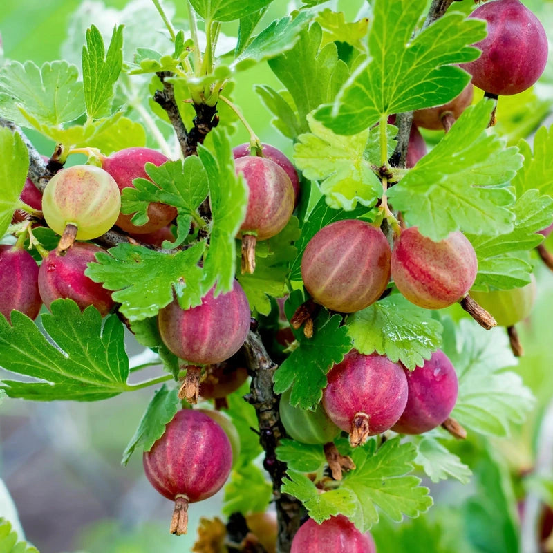 Fresh green gooseberries harvested from bush, close-up view