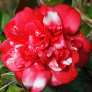 Camellia Governor Mouton