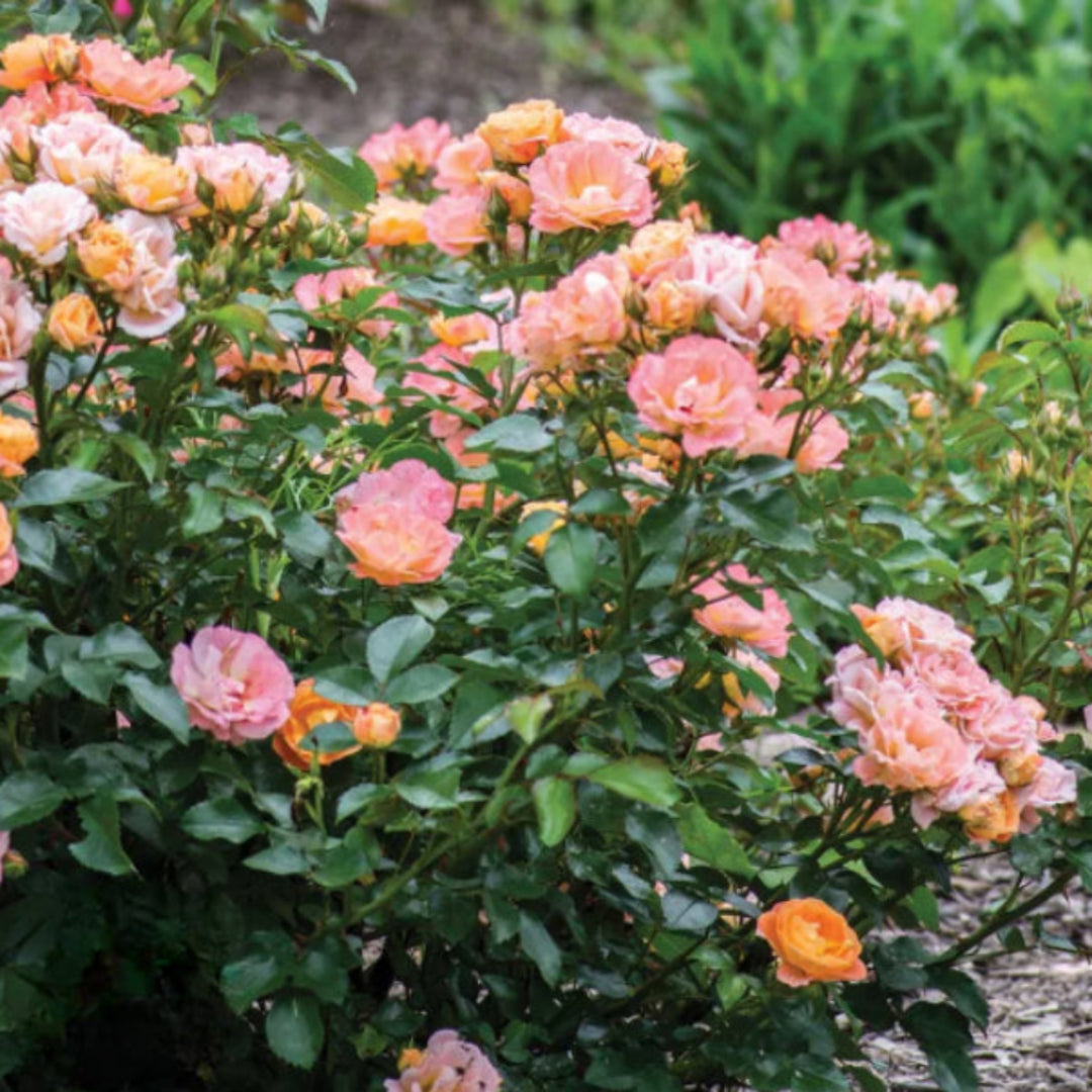 Soft Peach Grandiflora Rose