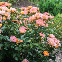Soft Peach Grandiflora Rose