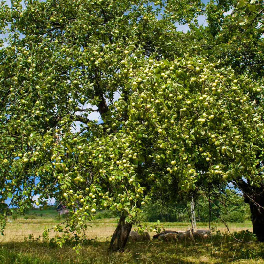 Granny Smith apple close-up view