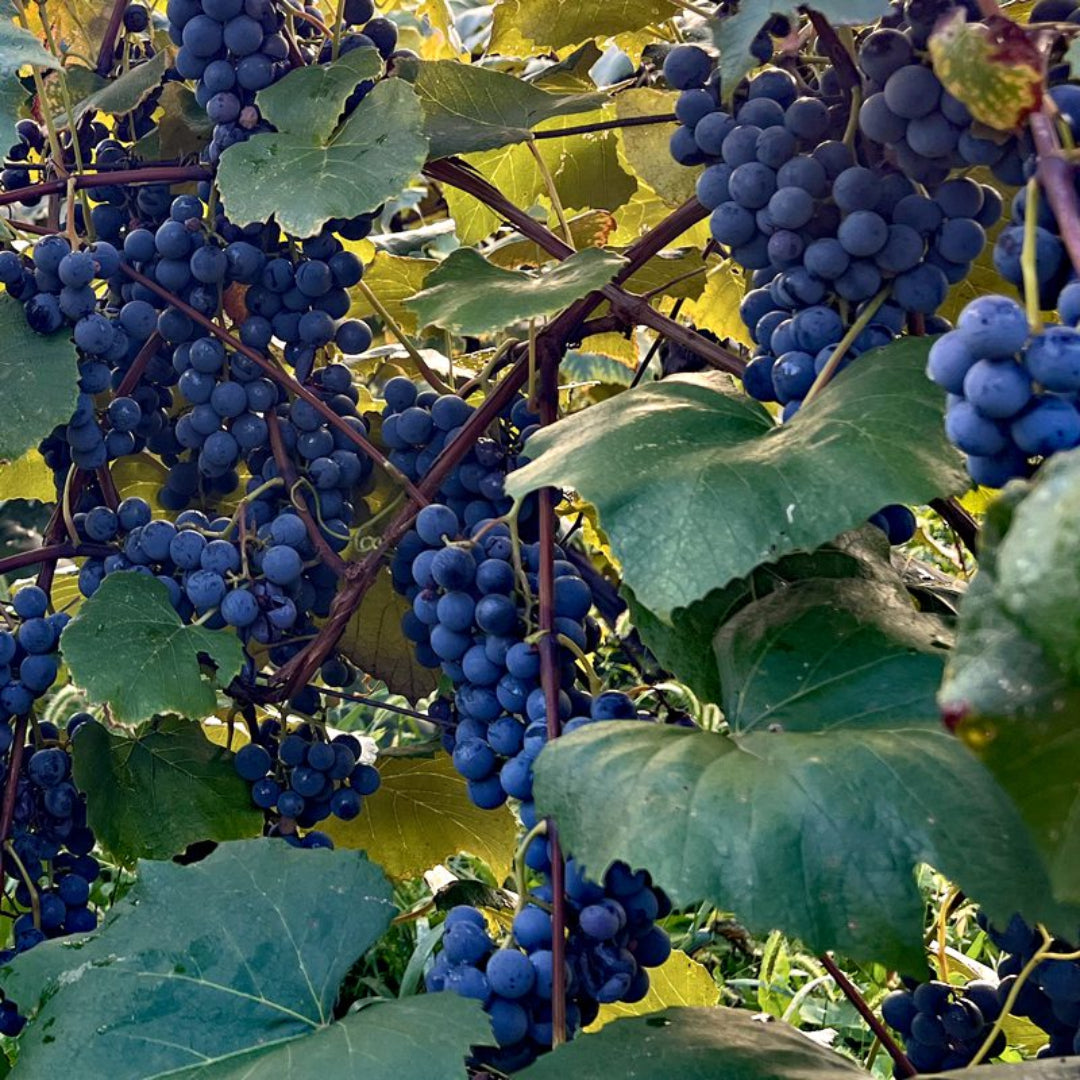 Glenora Blue Seedless Grapes