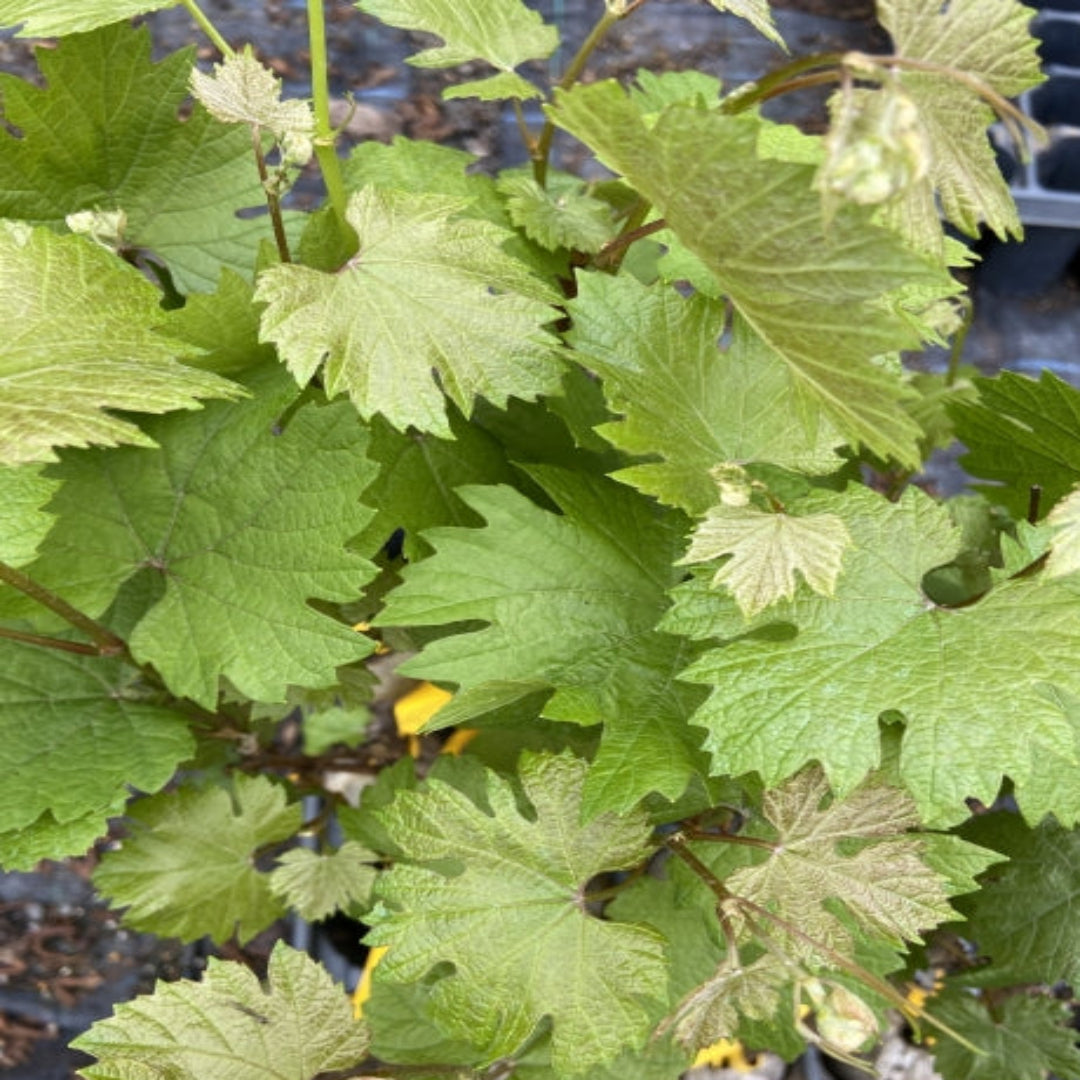 Chardonnay Grape Vine Shrub