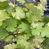 Ripe Chardonnay grapes on vineyard vine