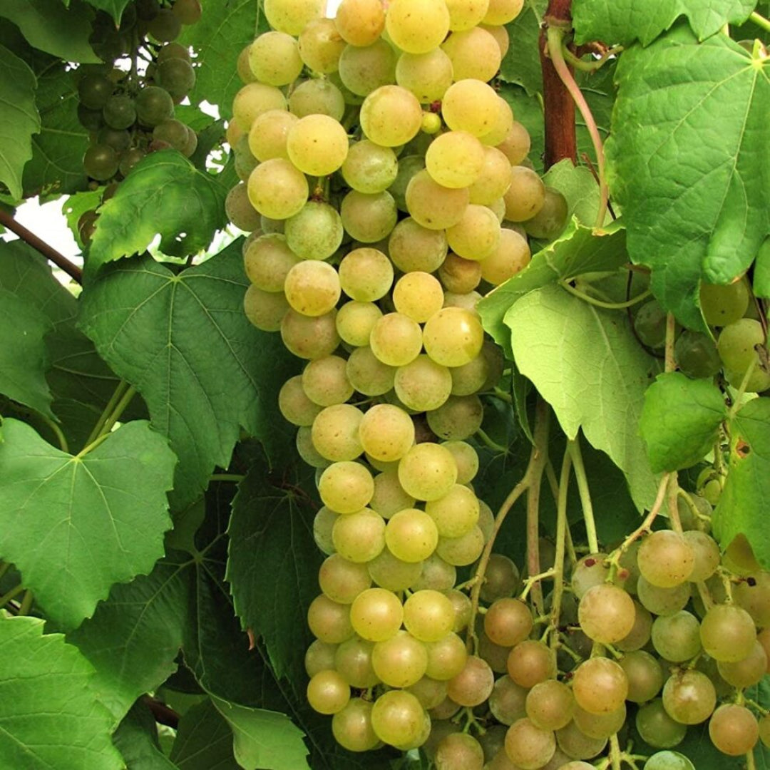 Himrod Seedless Grapes