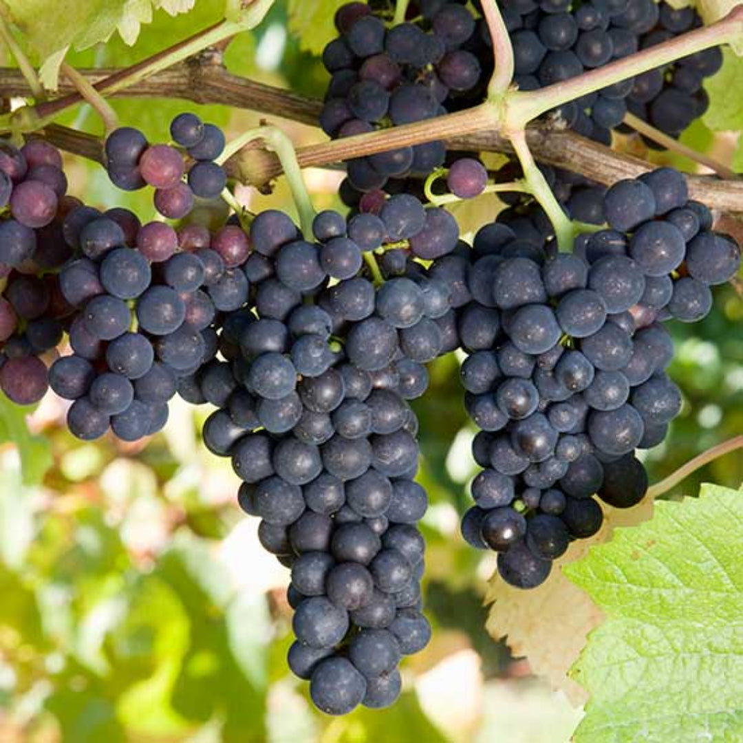 Pinot Noir Grape