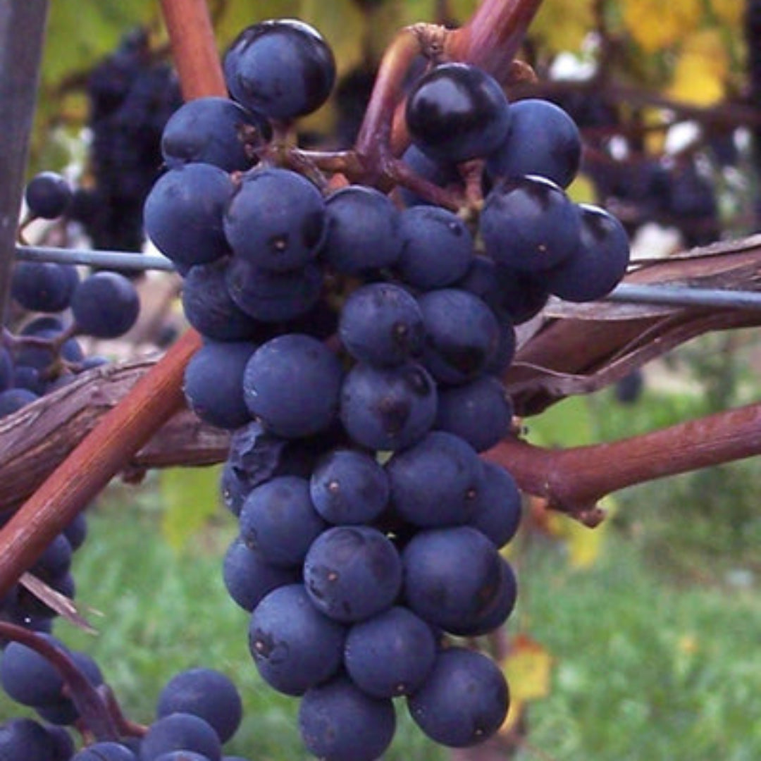 Sunbelt Grape Vine Shrub