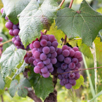 Vanessa Seedless table grapes known for sweet flavor and firm texture