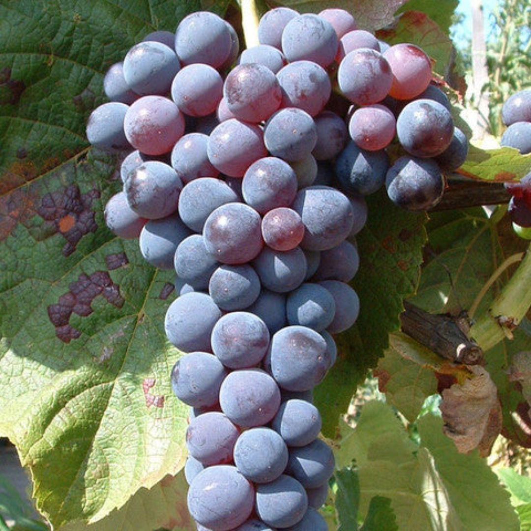 Venus Blue/Black Seedless Grape