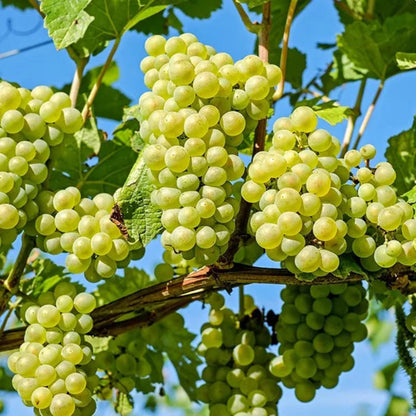 Lakemont Seedless Grape Vines