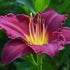 Grape Ripples Daylily