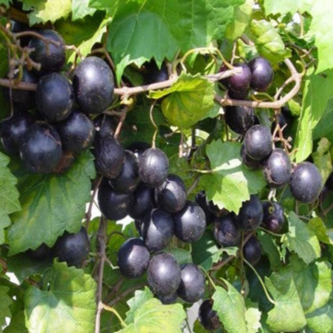 Lane Muscadine Grape Vine
