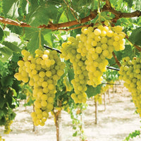 White grape vine growing on garden trellis
