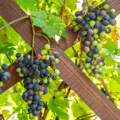 hanging grape plant Buy Champanelle Grape Vine Plants & Trees Online