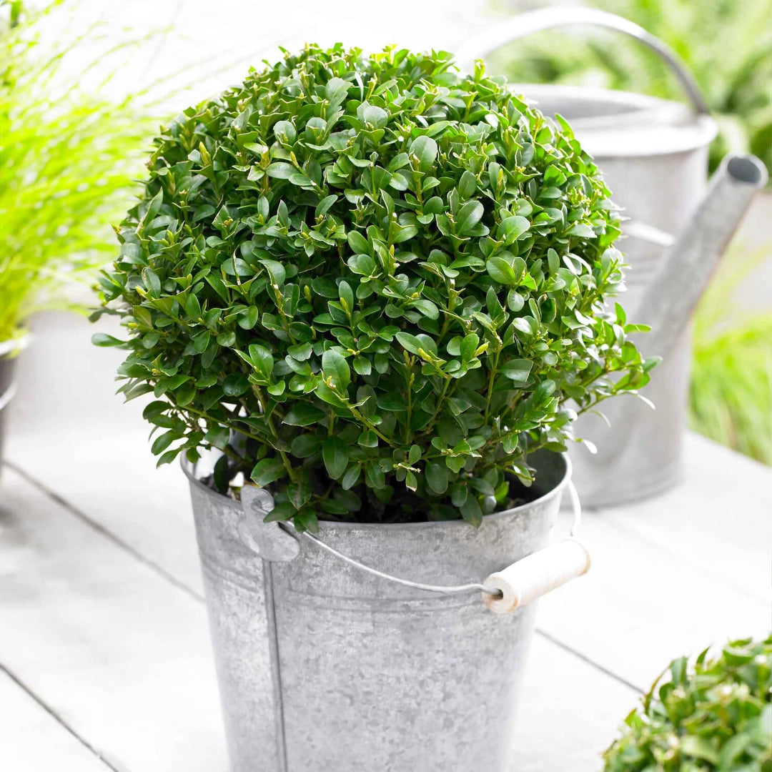 Green Mountain Boxwood