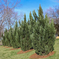 Silver Smoke Arizona Cypress Tree - (Christmas Tree)