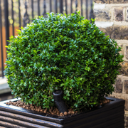 Green Velvet Boxwood