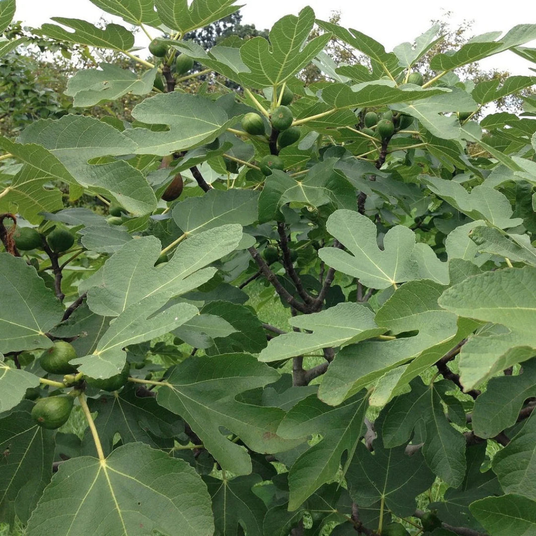 Ischia Fig Tree