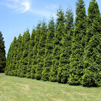 Green Giant Thuja Arborvitae tree dense green foliage