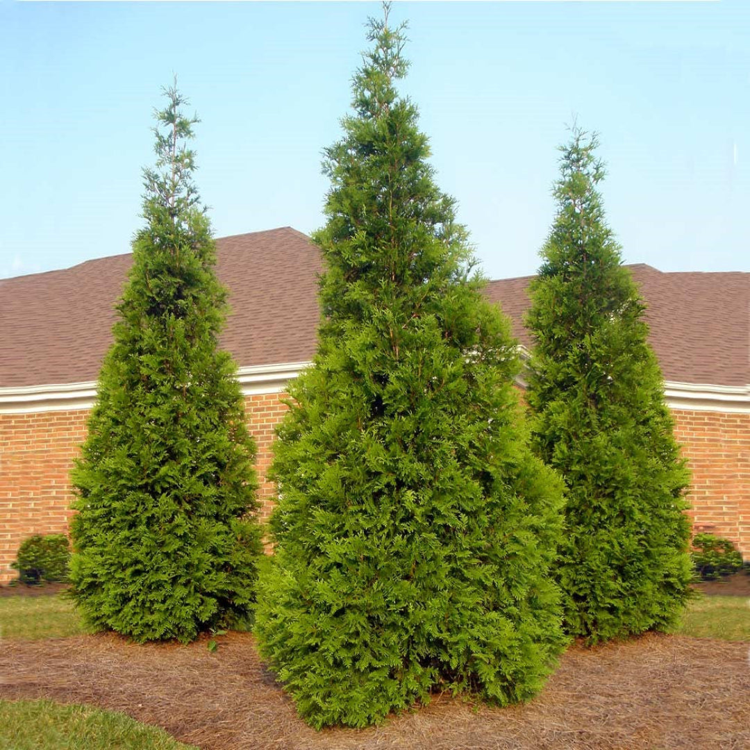 Green Giant Thuja Arborvitae privacy fence planting