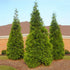 Green Giant Thuja Arborvitae privacy fence planting