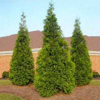 Green Giant Thuja Arborvitae privacy fence planting