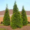 Privacy Fence Trees