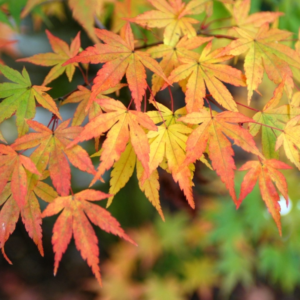 Green Japanese Maple Seedling