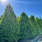 Green Mountain Boxwood