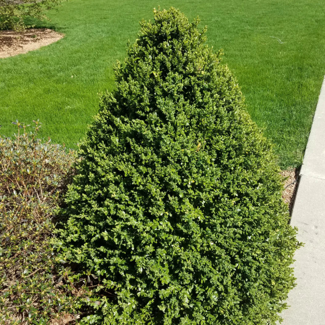 Green Mountain Boxwood