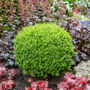 Green Velvet Boxwood
