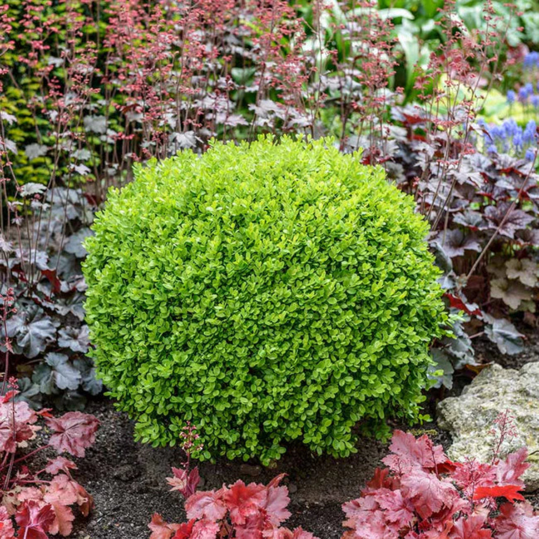 Green Velvet Boxwood ( Black Friday Sale )