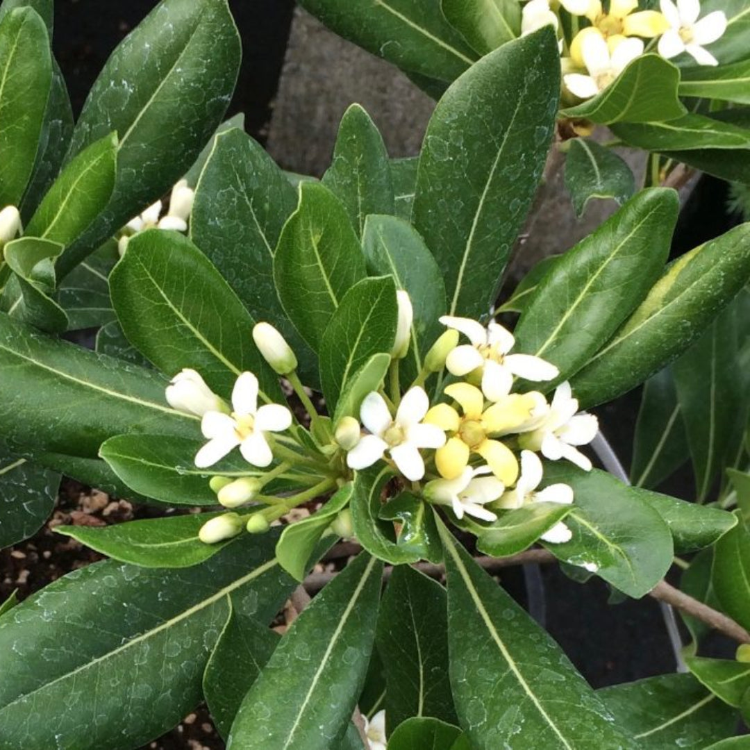 Green Pittosporum