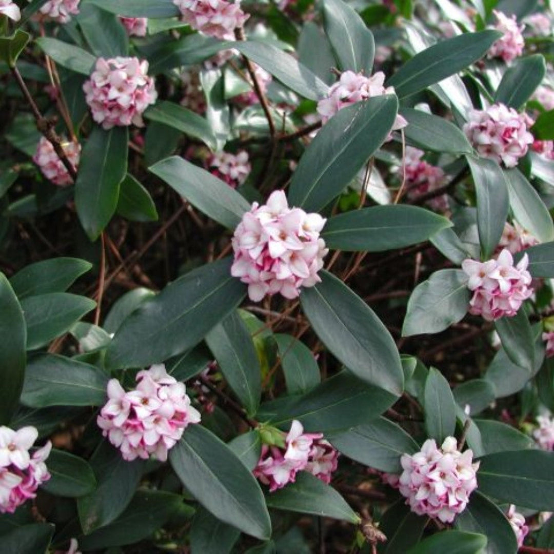 Healthy Daphne Odora Pink plant for sale