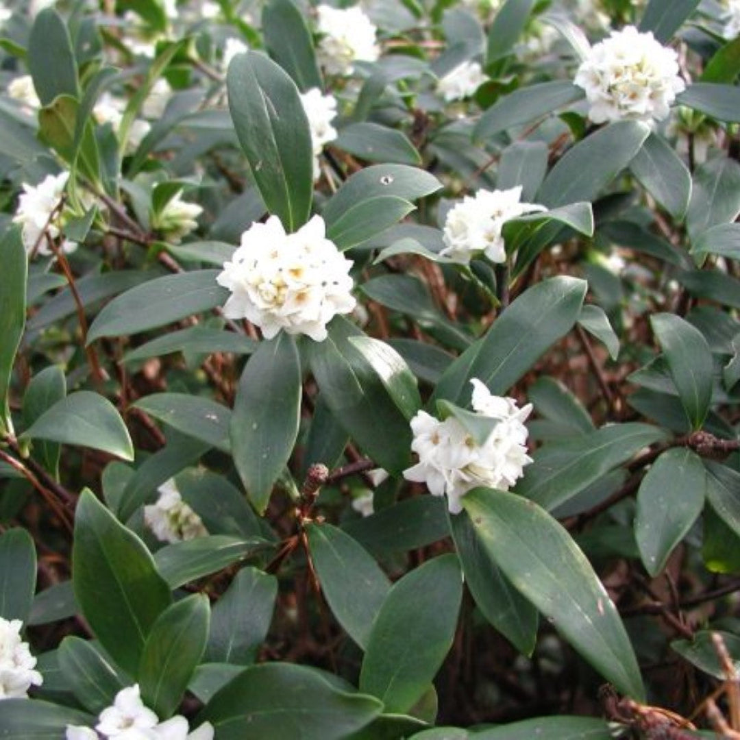 Daphne White Plant with white blooms