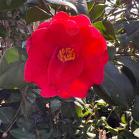 Healthy Greensboro Red Camellia plant with vibrant red flowers and dark green leaves
