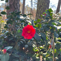 Greensboro Red Camellia shrub displaying multiple red camellia blooms in early season