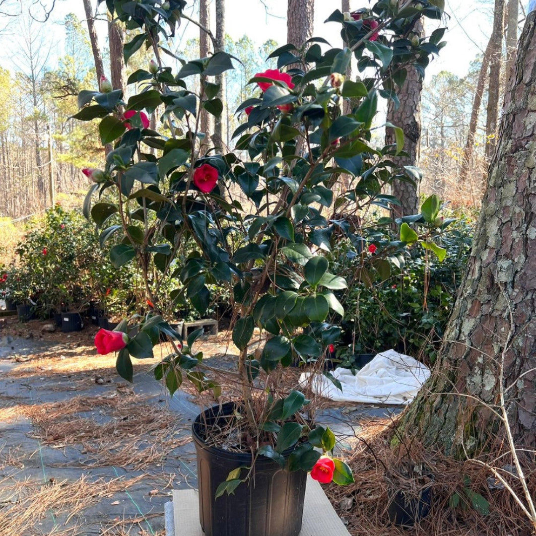camellia potted plant Greensboro Red Camellia