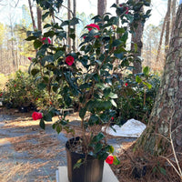 Red camellia flower cluster from the Greensboro variety featuring vivid color and texture