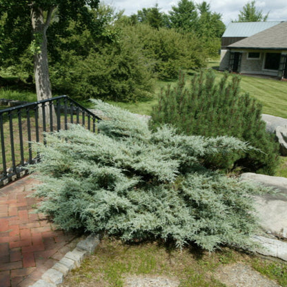 Grey Owl Juniper